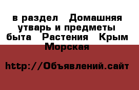  в раздел : Домашняя утварь и предметы быта » Растения . Крым,Морская